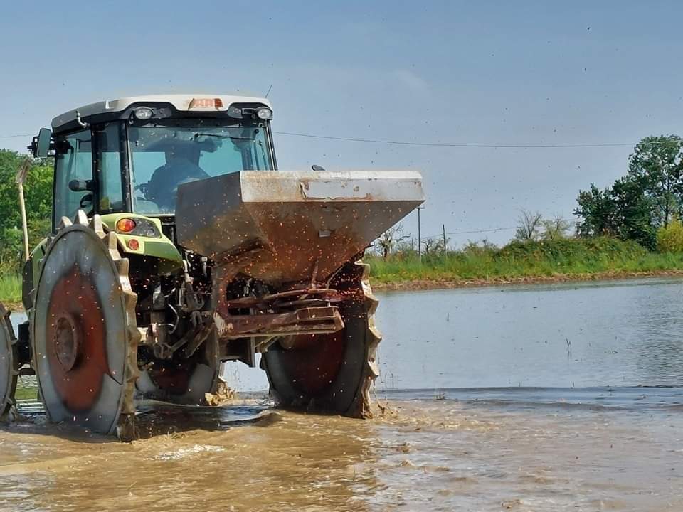 Semina in acqua